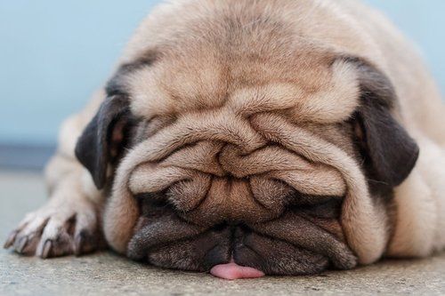 sleeping pug dog