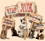 www.revolution4cats.com