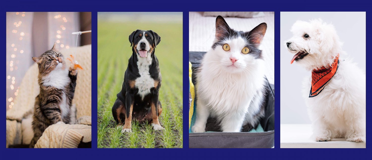 Banner image containing two cats and two dogs.