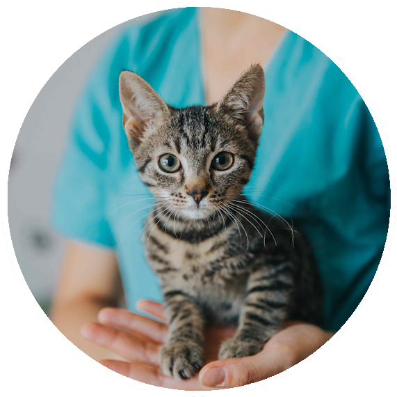 Doctor holding a kitten